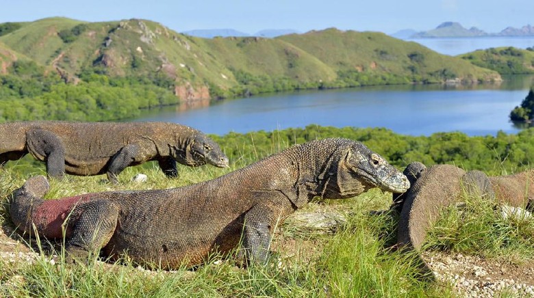 Wisata Ke Pulau Komodo: Petualangan di Negeri Komodo
