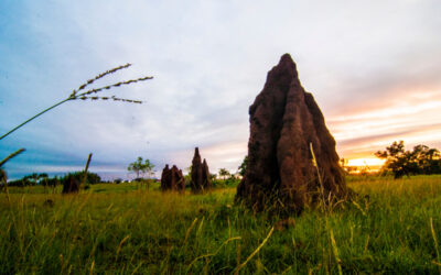 Eksplorasi Keindahan Alam Merauke dengan Berkunjung ke Wisata 1.000 Musamus