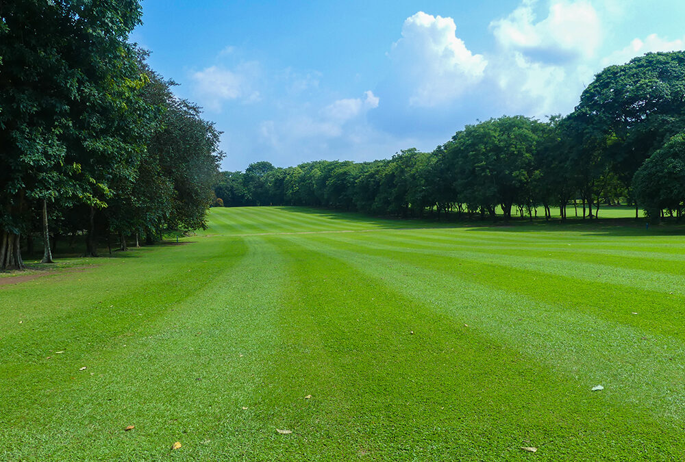 Hutan Tropis di Tengah Kota: Pesona Tersembunyi Padang Golf Halim