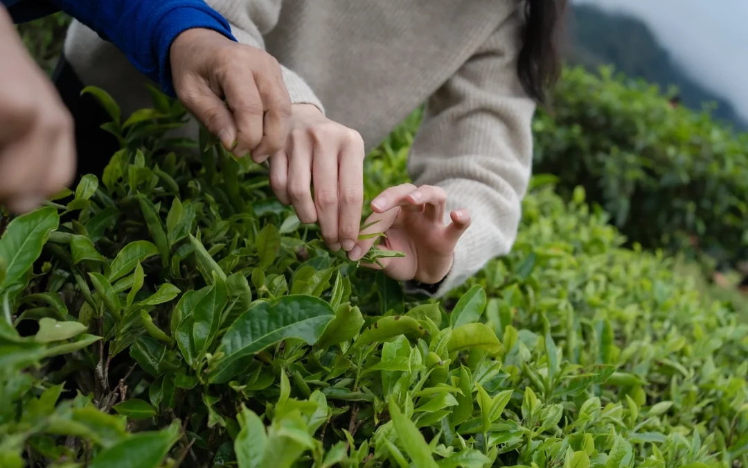 Menyesap Teh Hangat di Tengah Kebun: Sensasi Pagi Tak Terlupakan dari Plataran Puncak